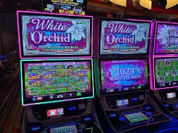Meja Infinite Blackjack dengan dealer langsung dan tata letak kartu